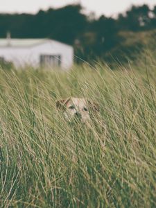 Preview wallpaper dog, grass, head, pet