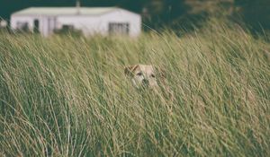 Preview wallpaper dog, grass, head, pet