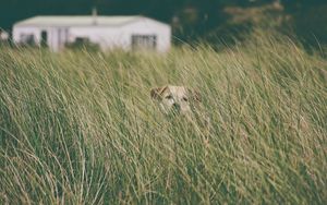 Preview wallpaper dog, grass, head, pet