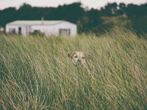 Preview wallpaper dog, grass, head, pet