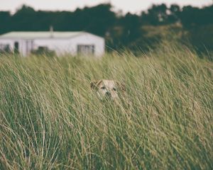 Preview wallpaper dog, grass, head, pet