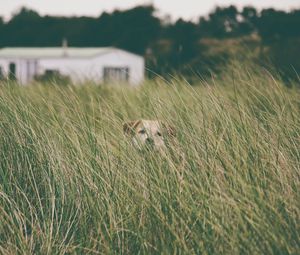 Preview wallpaper dog, grass, head, pet