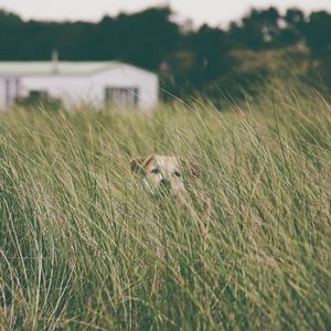 Preview wallpaper dog, grass, head, pet