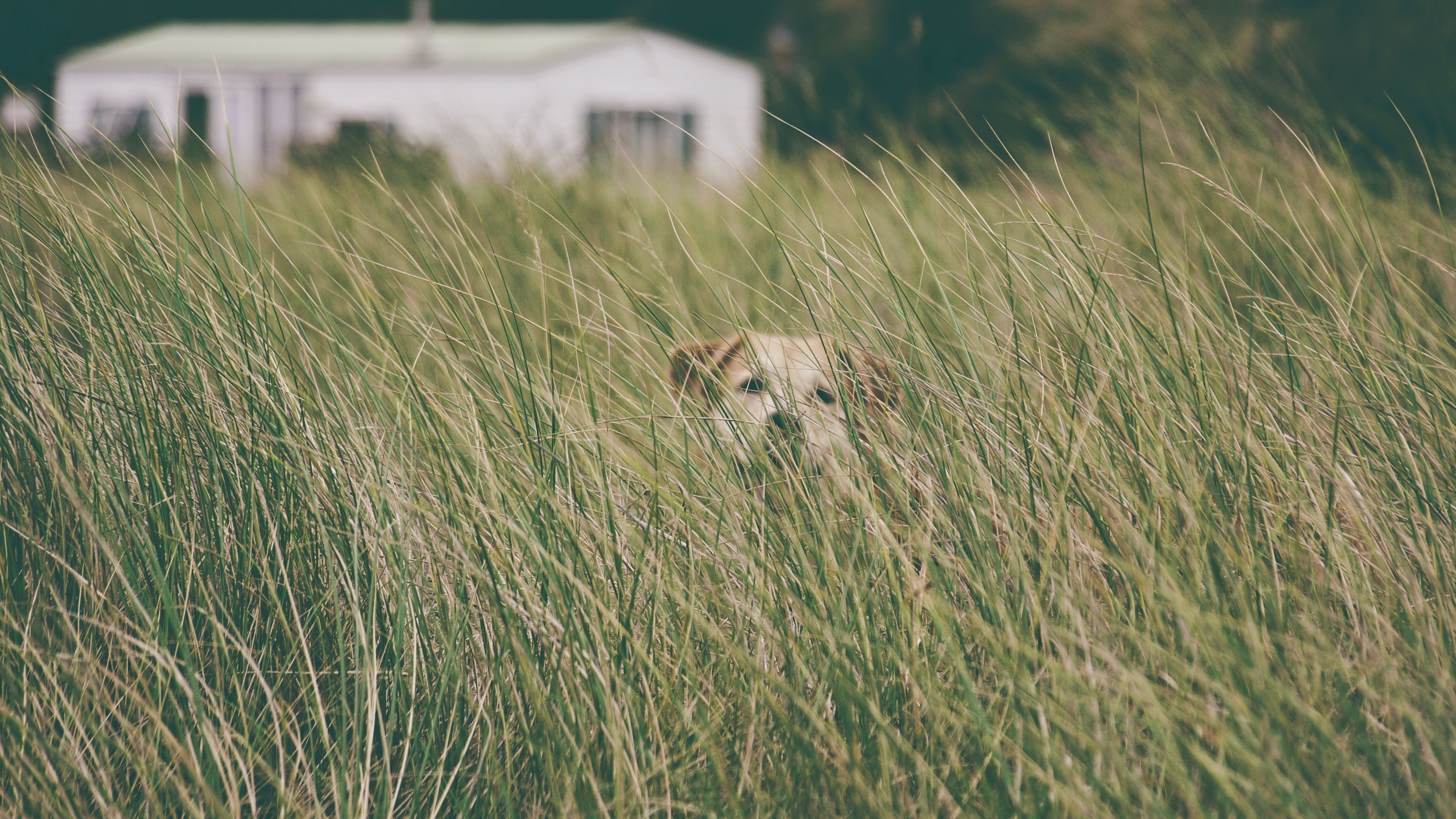 Download wallpaper 3840x2160 dog, grass, head, pet 4k uhd 16:9 hd