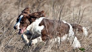 Preview wallpaper dog, grass, jogging, tongue