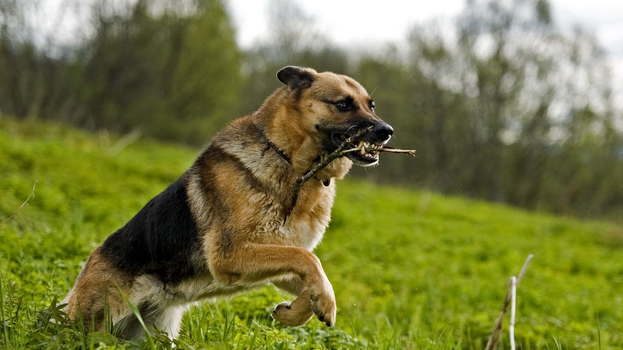 Wallpaper dog, grass, jump, serve, shepherd, stick