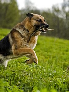 Preview wallpaper dog, grass, jump, serve, shepherd, stick