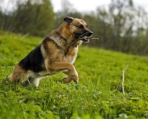 Preview wallpaper dog, grass, jump, serve, shepherd, stick