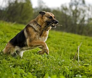 Preview wallpaper dog, grass, jump, serve, shepherd, stick