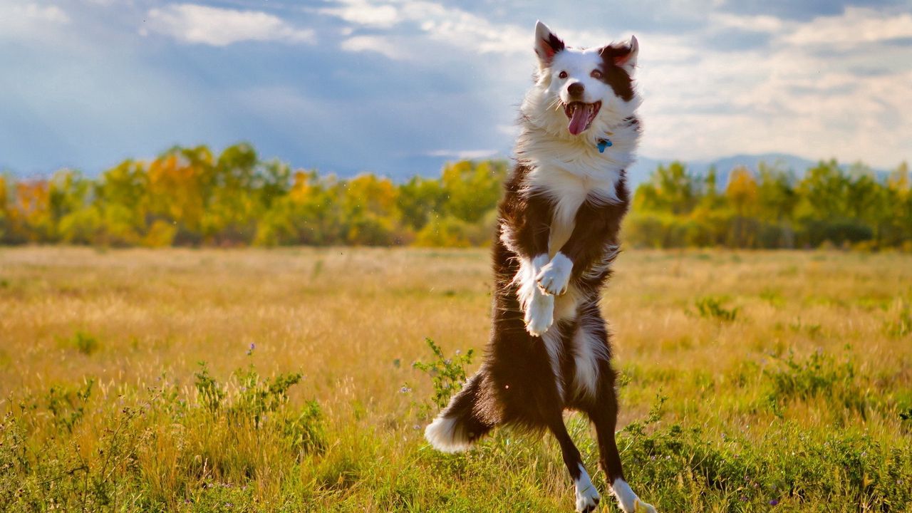 Wallpaper dog, grass, jump, nature