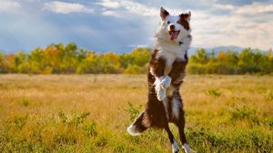 Preview wallpaper dog, grass, jump, nature