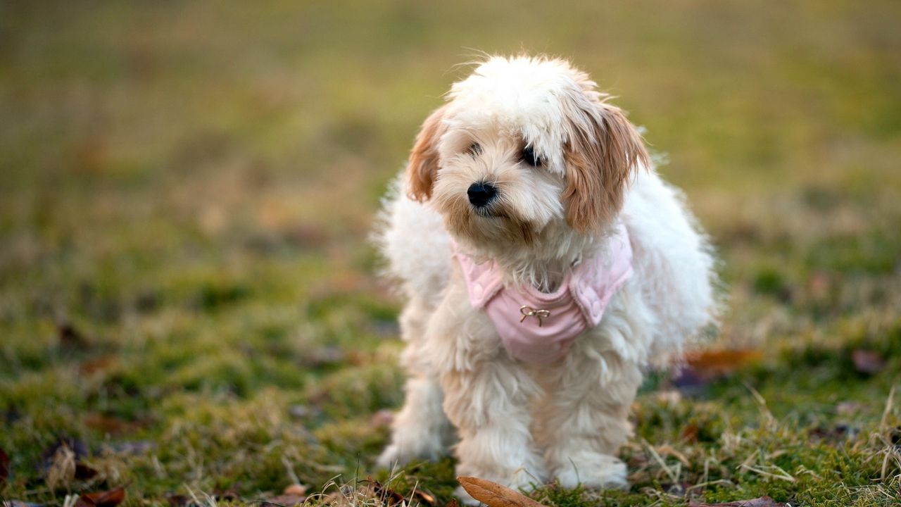 Wallpaper dog, grass, leaves, walk, fluffy