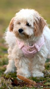 Preview wallpaper dog, grass, leaves, walk, fluffy