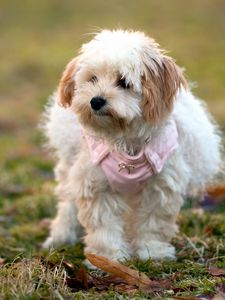 Preview wallpaper dog, grass, leaves, walk, fluffy