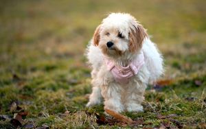 Preview wallpaper dog, grass, leaves, walk, fluffy