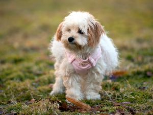 Preview wallpaper dog, grass, leaves, walk, fluffy