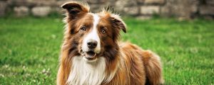 Preview wallpaper dog, grass, lie, fluffy, open mouth