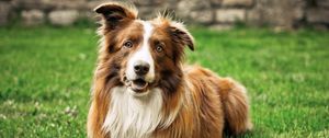 Preview wallpaper dog, grass, lie, fluffy, open mouth