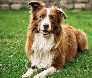 Preview wallpaper dog, grass, lie, fluffy, open mouth