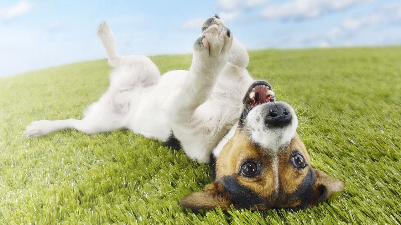Wallpaper dog, grass, lie, playful