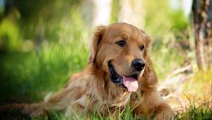 Preview wallpaper dog, grass, lie down, tongue, tired