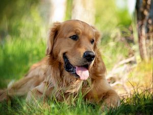 Preview wallpaper dog, grass, lie down, tongue, tired