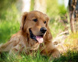 Preview wallpaper dog, grass, lie down, tongue, tired