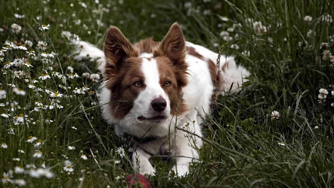 Wallpaper dog, grass, lying, spotted