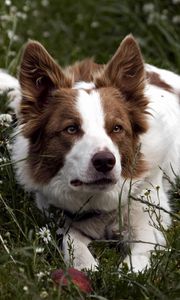 Preview wallpaper dog, grass, lying, spotted