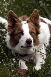 Preview wallpaper dog, grass, lying, spotted