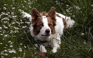 Preview wallpaper dog, grass, lying, spotted