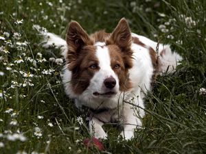 Preview wallpaper dog, grass, lying, spotted