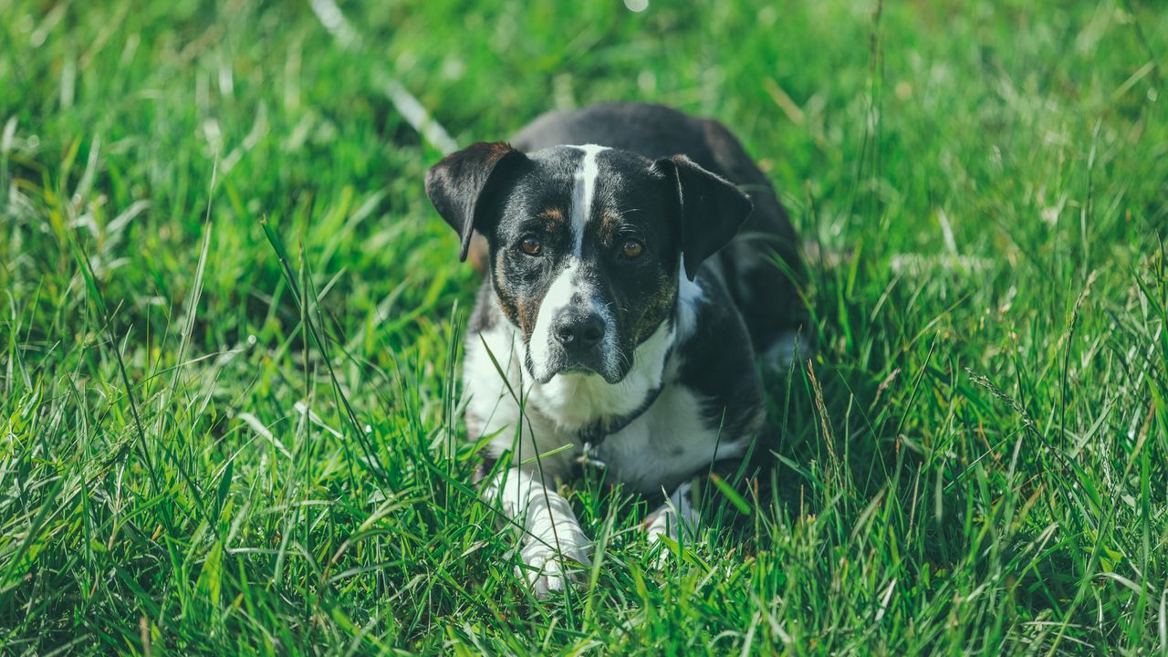 Wallpaper dog, grass, lying, muzzle