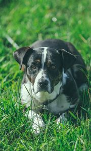 Preview wallpaper dog, grass, lying, muzzle