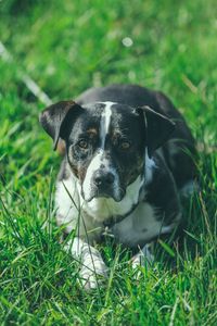 Preview wallpaper dog, grass, lying, muzzle