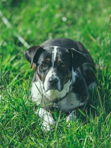 Preview wallpaper dog, grass, lying, muzzle