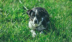 Preview wallpaper dog, grass, lying, muzzle