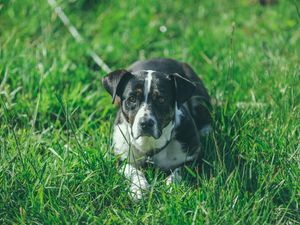 Preview wallpaper dog, grass, lying, muzzle