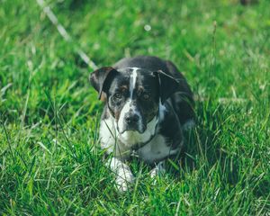 Preview wallpaper dog, grass, lying, muzzle