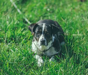 Preview wallpaper dog, grass, lying, muzzle
