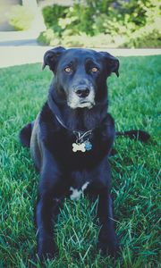 Preview wallpaper dog, grass, lying, muzzle, black