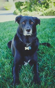 Preview wallpaper dog, grass, lying, muzzle, black