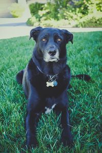 Preview wallpaper dog, grass, lying, muzzle, black