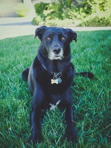 Preview wallpaper dog, grass, lying, muzzle, black