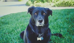Preview wallpaper dog, grass, lying, muzzle, black