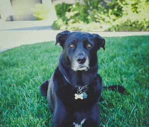 Preview wallpaper dog, grass, lying, muzzle, black