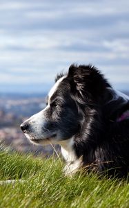 Preview wallpaper dog, grass, lying, waiting