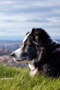 Preview wallpaper dog, grass, lying, waiting