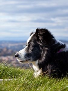 Preview wallpaper dog, grass, lying, waiting