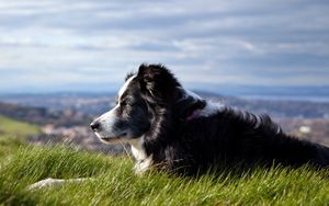 Preview wallpaper dog, grass, lying, waiting